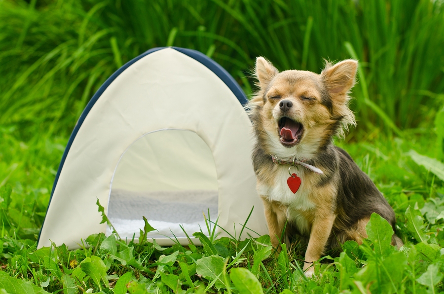 dog in a campervan