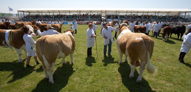 Royal Cornwall Show Cows